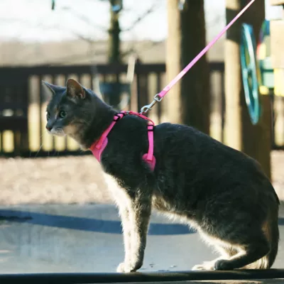 Product Coastal Pet Products Comfort Soft Mesh Adjustable Cat Harness