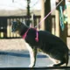 Product Coastal Pet Products Comfort Soft Mesh Adjustable Cat Harness