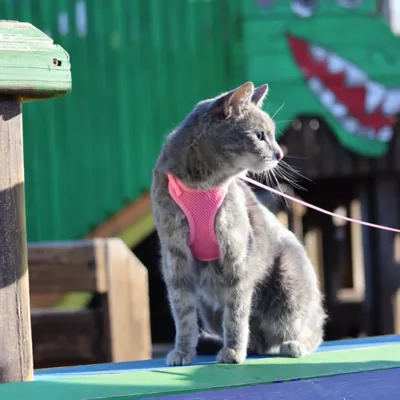 Product Coastal Pet Products Comfort Soft Mesh Adjustable Cat Harness