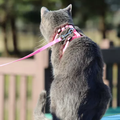 Product Coastal Pet Products Comfort Soft Mesh Adjustable Cat Harness