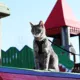 Product Coastal Pet Products Comfort Soft Mesh Adjustable Cat Harness