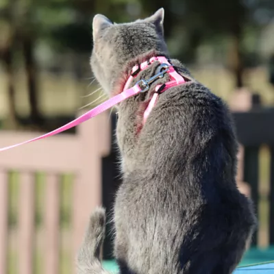 Coastal Pet Products Comfort Soft Mesh Adjustable Cat Harness - Image 4