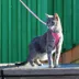 Coastal Pet Products Comfort Soft Mesh Adjustable Cat Harness image thumbnail 5