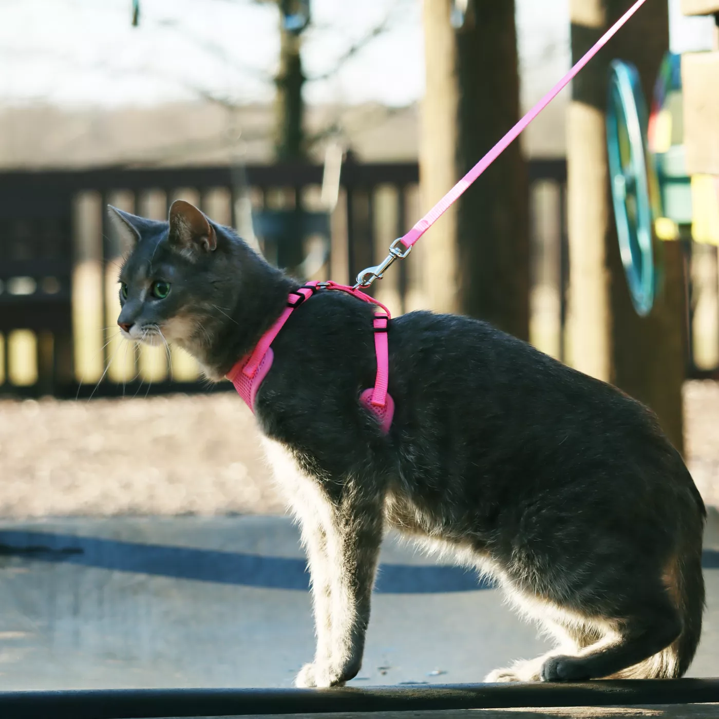 Whisker City Reflective Star Cat Leash Harness Combo PetSmart Saskatoon Grocery Delivery