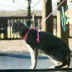 Coastal Pet Products Comfort Soft Mesh Adjustable Cat Harness image thumbnail 2