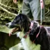 Coastal Pet Products Secure Away Adjustable Flea & Tick Collar Protector image thumbnail 5