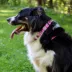 Coastal Pet Products Secure Away Adjustable Flea & Tick Collar Protector image thumbnail 5