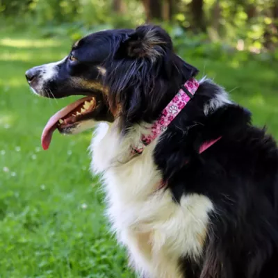 Coastal Pet Products Personalized Secure Away Adjustable Flea & Tick Collar Protector - Image 4