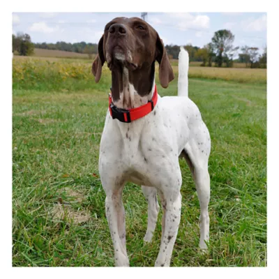 Coastal Pet Products Personalized Secure Away Adjustable Flea & Tick Collar Protector - Image 3