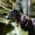 Coastal Pet Products Personalized Secure Away Adjustable Flea & Tick Collar Protector image thumbnail 4