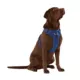 Product Top Paw® Neoprene Comfort Dog Harness