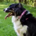 Coastal Pet Products Personalized Secure Away Adjustable Flea & Tick Collar Protector image thumbnail 4