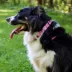 Coastal Pet Products Personalized Secure Away Adjustable Flea & Tick Collar Protector image thumbnail 4