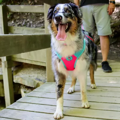 Coastal Pet Products Personalized Pet Attire Pro Reflective Adjustable Dog Collar - Image 2