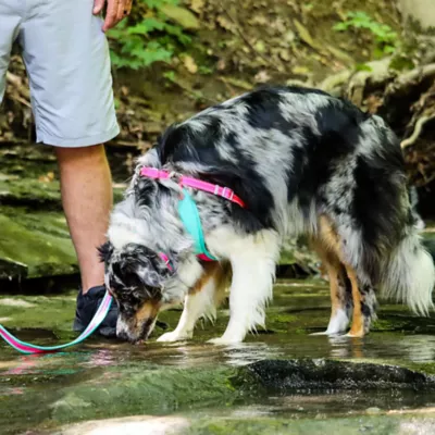 Coastal Pet Products Personalized Pet Attire Pro Reflective Adjustable Dog Collar - Image 4