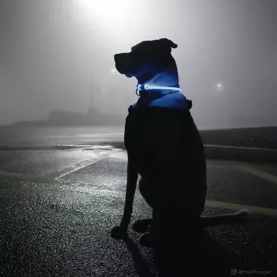 Product Coastal Pet Products USB 360-Degree Illumination Light-Up Neck Ring