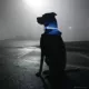 Product Coastal Pet Products USB 360-Degree Illumination Light-Up Neck Ring