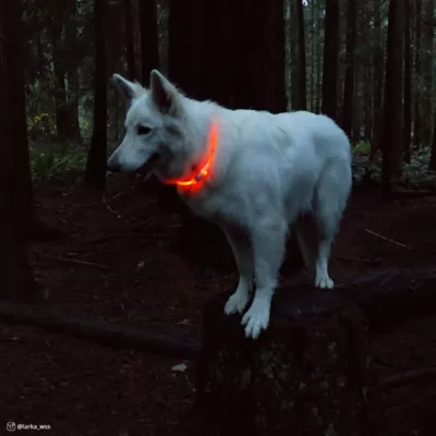 Product Coastal Pet Products USB 360-Degree Illumination Light-Up Neck Ring