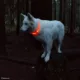 Product Coastal Pet Products USB 360-Degree Illumination Light-Up Neck Ring