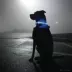 Coastal Pet Products USB 360-Degree Illumination Light-Up Neck Ring image thumbnail 2