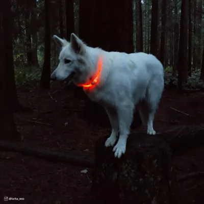 Product Coastal Pet Products USB 360-Degree Illumination Light-Up Neck Ring