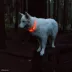 Coastal Pet Products USB 360-Degree Illumination Light-Up Neck Ring image thumbnail 5