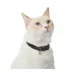 Whisker City® Easy Release Kitten & Cat Collar image thumbnail 2