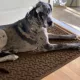 Product Bungalow Flooring Dog Bone Dog Bowl Placemat