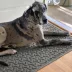 Bungalow Flooring Dog Bone Dog Bowl Placemat image thumbnail 2