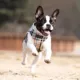 Product Puppia® Junior Step-In Vest Dog Harness