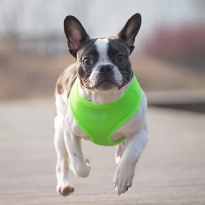 Product Puppia® Neon Soft Over-the-Head Dog Harness