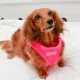 Product Puppia® Neon Soft Step-In Vest Dog Harness