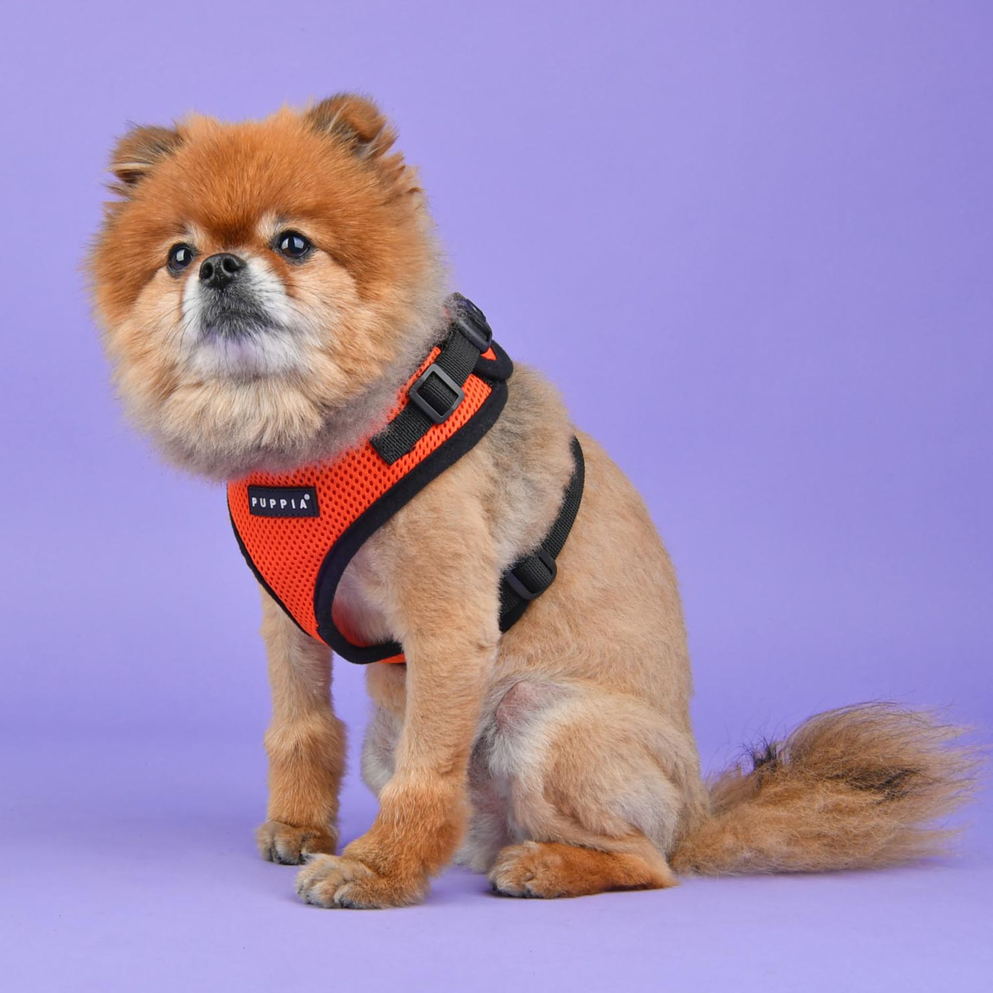 Puppia ritefit dog harness sale