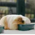 Science Selective Guinea Pig Food image thumbnail 7