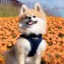 Puppia® Step-In Soft Vest Dog Harness image thumbnail 4
