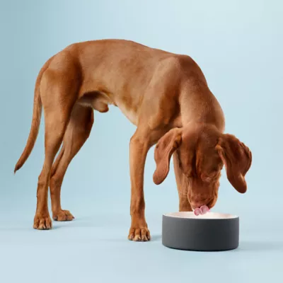 Product PAIKKA Naturally Cooling Ceramic Water Dog & Cat Bowl