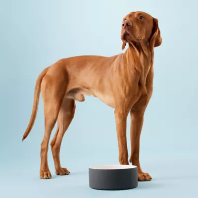 Product PAIKKA Naturally Cooling Ceramic Water Dog & Cat Bowl