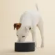 Product PAIKKA Naturally Cooling Ceramic Slow Feeder Dog & Cat Bowl