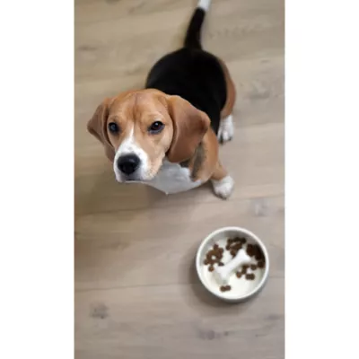 Product PAIKKA Naturally Cooling Ceramic Slow Feeder Dog & Cat Bowl