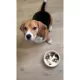 Product PAIKKA Naturally Cooling Ceramic Slow Feeder Dog & Cat Bowl