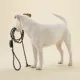 Product PAIKKA Visibility Reflective Rope Dog Leash, 6-ft long