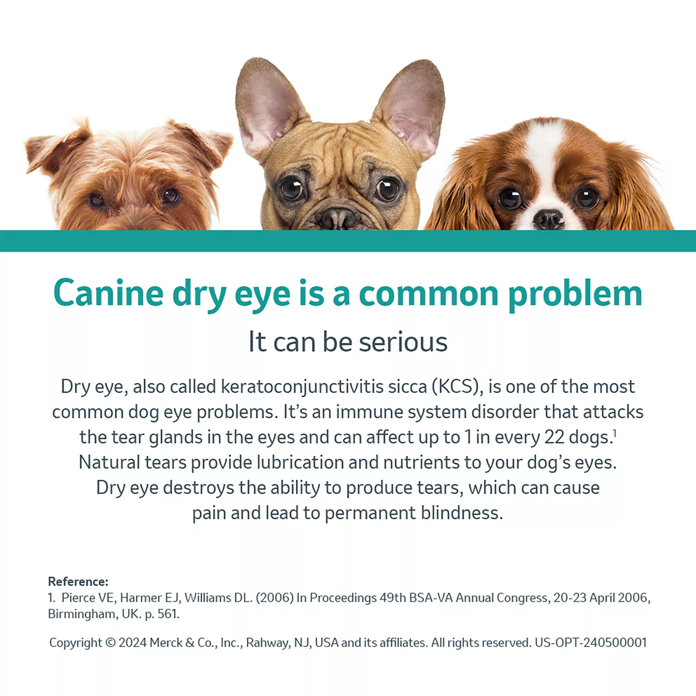 Cyclosporine 0.2 eye drops for dogs best sale