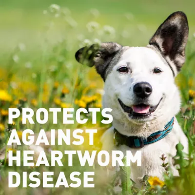 Interceptor for Dogs and Cats | 11-25 lbs Dogs / 1.5-6 lbs Cats | 6-Month Supply - Image 9