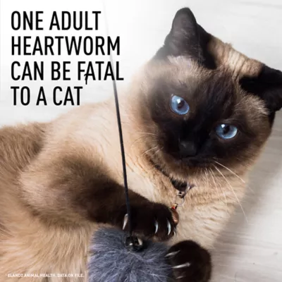 Interceptor for Dogs and Cats | 26-50 lbs Dogs / 6.1-12 lbs Cats | 6-Month Supply - Image 10