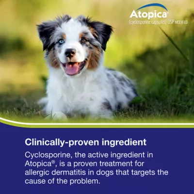 Atopica Dog Atopica | Dermatitis Treatment | Itch Relief for Dogs | Oral Capsules | 25 mg - Image 9