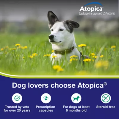 Atopica Dog Atopica | Dermatitis Treatment | Itch Relief for Dogs | Oral Capsules | 100 mg - Image 2