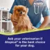Atopica Dog Atopica | Dermatitis Treatment | Itch Relief for Dogs | Oral Capsules | 100 mg image thumbnail 4