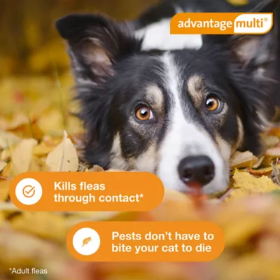 Advantage Multi Dog 6-in-1 Heartworm Prevention | Kills Fleas | Dogs 20.1-55 lbs. | 6-Month Supply - Image 6