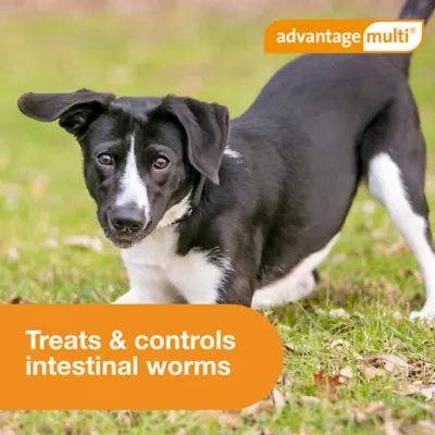 Advantage Multi Dog 6-in-1 Heartworm Prevention | Kills Fleas | Dogs 20.1-55 lbs. | 6-Month Supply - Image 10