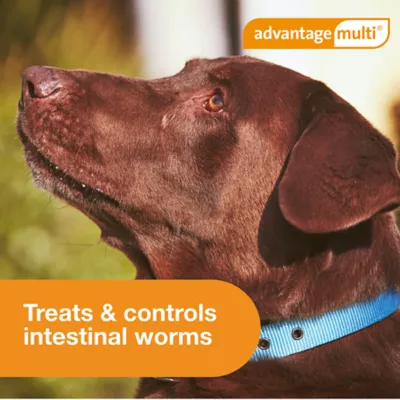 Advantage Multi Dog 6-in-1 Heartworm Prevention - Kills Fleas - Dogs 88.1-110 lbs. - 6-Month Supply - Image 10